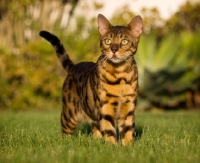 Picture of Bengal cat in garden