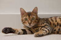 Picture of Bengal cat laying down at home