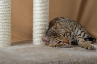 Picture of Bengal cat laying on a scratch post, background beige, studio shot