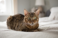 Picture of Bengal cat laying on bed with green eyes