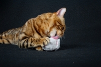 Picture of Bengal cat licking a toy mouse, studio shot, black background