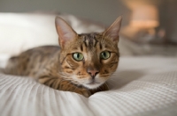 Picture of Bengal cat looking at camera on bed