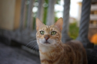Picture of bengal cat looking at camera