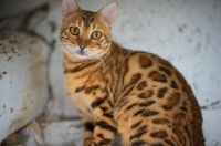 Picture of Bengal cat looking at camera