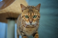 Picture of bengal cat looking down
