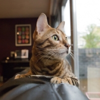 Picture of Bengal cat looking out of window