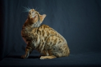 Picture of bengal cat looking up, studio shot on black background