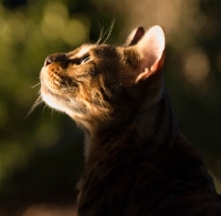 Picture of Bengal cat looking up