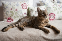 Picture of Bengal cat lying with cushions