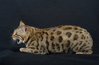 Picture of Bengal cat meowing, black background