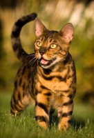 Picture of Bengal cat meowing