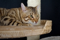 Picture of Bengal cat on a scratch post, studio shot