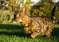Picture of Bengal cat on the prowl