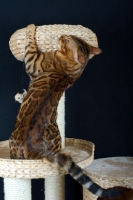 Picture of Bengal cat playing on a scratch post, black background