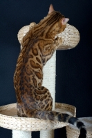 Picture of Bengal cat playing on a scratch post, black background