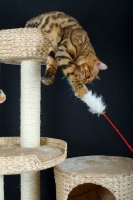 Picture of Bengal cat playing with a toy on a scratch post, black background