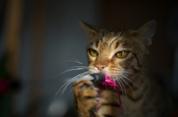 Picture of Bengal cat playing with a toy