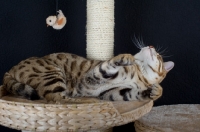 Picture of Bengal cat playing with toy on a scratch post, belly up, black background