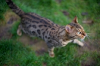 Picture of Bengal cat prowling in a grass field