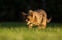 Picture of Bengal cat prowling