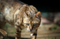 Picture of bengal cat prowling