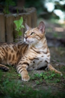 Picture of bengal cat resting in garden
