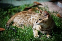 Picture of bengal cat resting in the grass