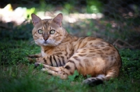 Picture of Bengal cat resting in the grass, champion Mainstreet Full Throttle of Guru