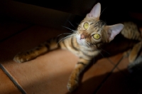 Picture of bengal cat resting in the sun and looking towards camera