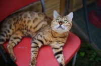 Picture of Bengal cat resting on a red chair and looking up, champion Mainstreet Full Throttle of Guru