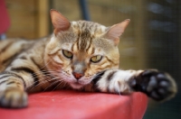 Picture of Bengal cat resting on a red chair, champion Mainstreet Full Throttle of Guru