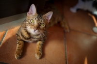 Picture of bengal cat resting on the floor and looking at the camera