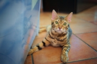 Picture of bengal cat resting on the floor and looking at the camera