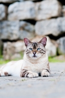 Picture of Bengal cat resting outside