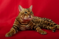 Picture of Bengal cat resting, red background