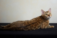 Picture of bengal cat resting, studio shot