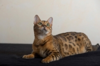 Picture of bengal cat resting, studio shot