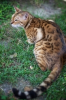 Picture of bengal cat resting