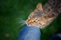 Picture of Bengal cat rubbing on a knee 