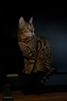 Picture of Bengal cat sitting against black background in home