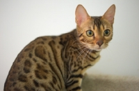 Picture of bengal cat sitting and looking alert