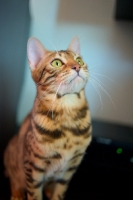 Picture of bengal cat sitting and looking up