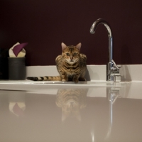 Picture of Bengal cat sitting by sink with reflection