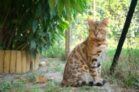 Picture of bengal cat sitting in a garden, champion Guru Nuvolari