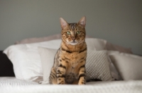 Picture of Bengal cat sitting on bed looking at camera