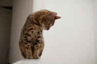 Picture of Bengal cat sitting on ledge in home against white background