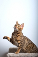 Picture of bengal cat sitting on scratch post and lifting a front leg, white wall on the background