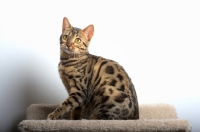 Picture of bengal cat sitting on scratch post, white wall on the background
