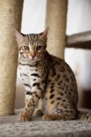 Picture of bengal cat sitting on scratch post