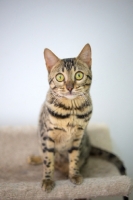 Picture of bengal cat sitting on scratch post and looking straight into the camera, white wall on the background